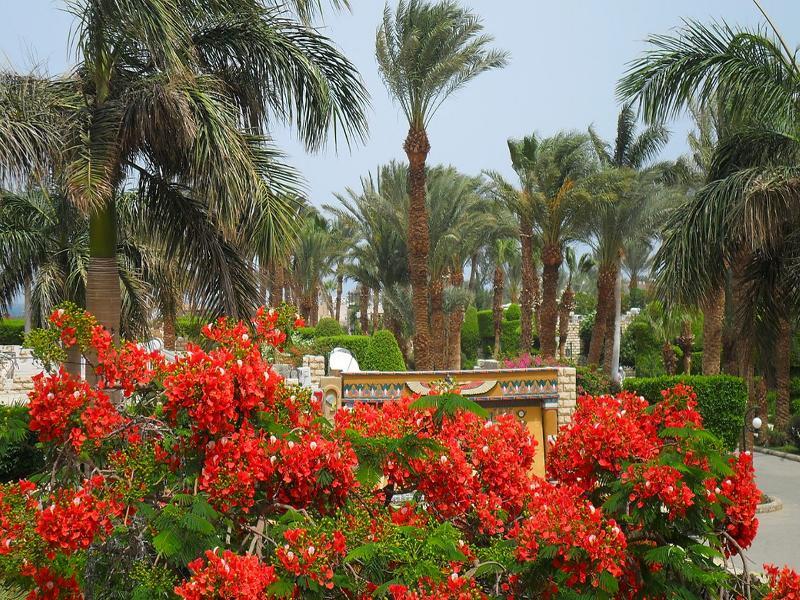 Jasmine Village Hurghada Exterior foto
